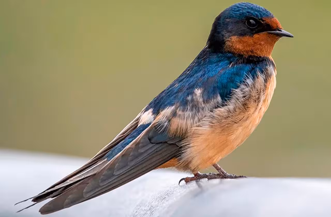 Close-up of a barn swallow perched by the shore on a North Coast birdwatching adventure wildlife tour