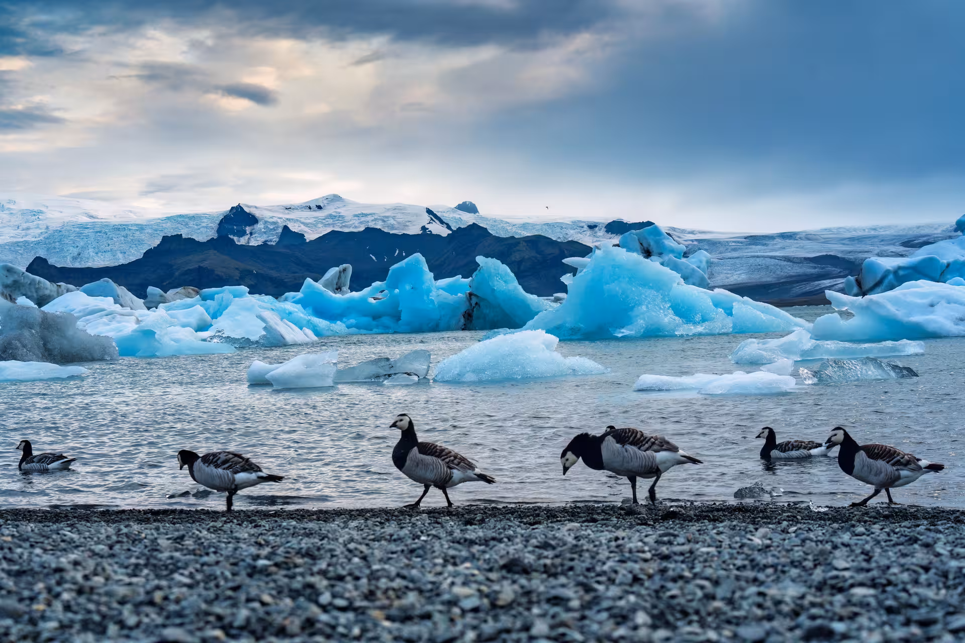 Barnacle geese walking along rocky shore of Jokulsarlon Glacier Lagoon with blue icebergs and snowy mountains