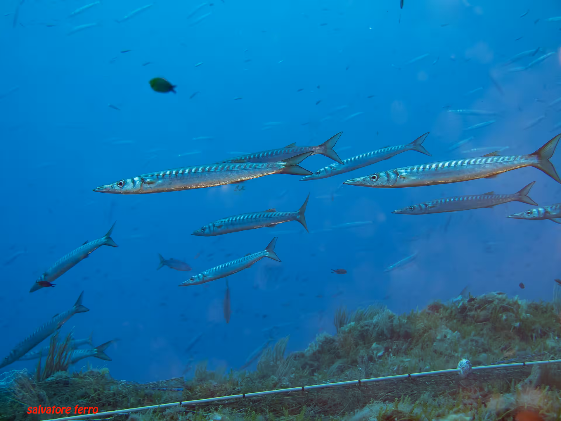 Shoal of barracuda.