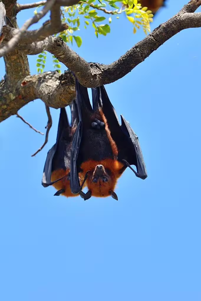 Majestic bat hanging from a tree branch against clear blue sky on a private wildlife tour adventure.