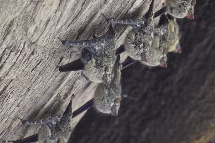 Close-up of bats perched on a tree, showcasing wildlife encounters on a Rio Frio boat safari in Costa Rica.