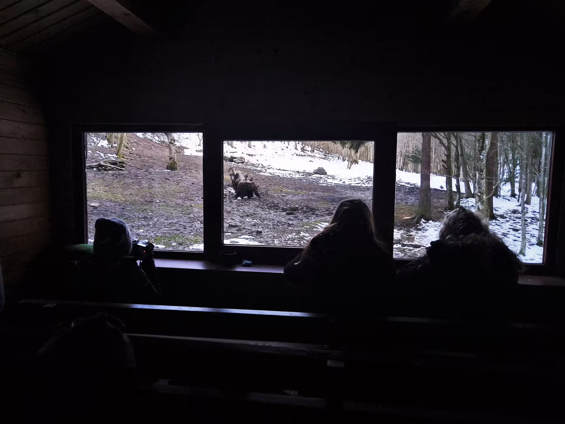 Visitors watching brown bears in snowy Carpathian forest from a dark wooden wildlife observation hide in Brasov