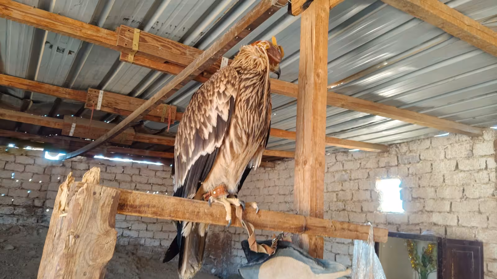 Trained eagle perched on wooden beam inside a Bedouin camp shelter in Marsa Alam desert