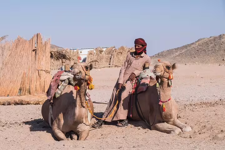Bedouin guide with resting camels in Sharm El Sheikh desert camp, stop on quad biking tour with camel ride and dinner
