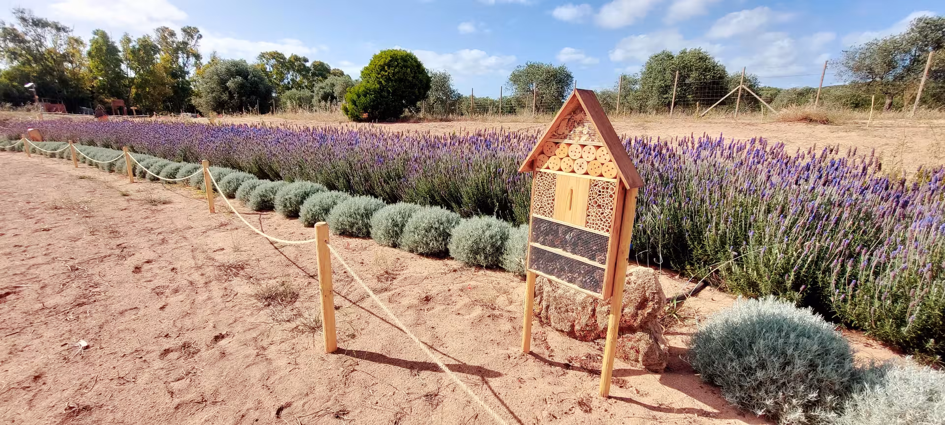 Bee house and lavender rows in Guardia Grande, Alghero, showcasing a serene and eco-friendly garden setting.