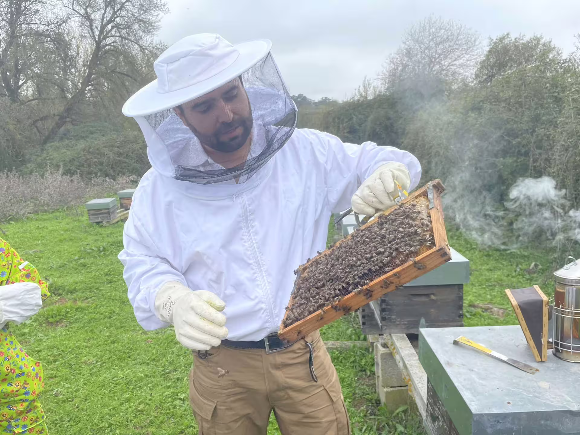 Beekeeper in protective gear inspecting a beehive frame during a guided tour in Évora or Montemor-o-Novo.