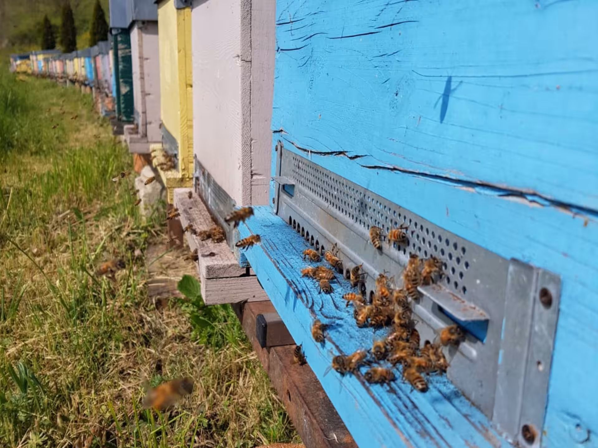 Busy bees entering colorful hives during a beekeeping tour in Monferrato, showcasing honey production up close.