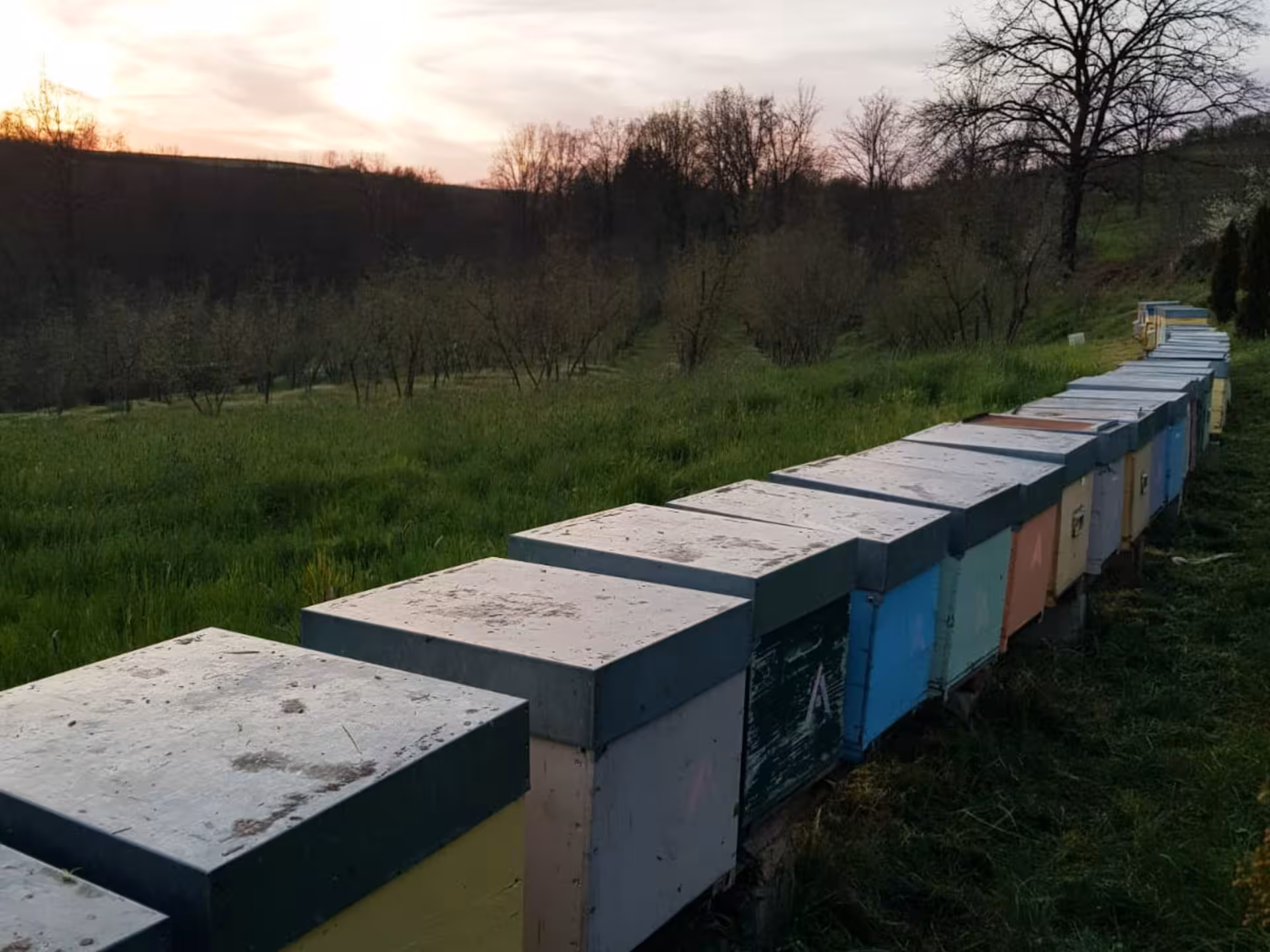 Colorful beehives in Monferrato at sunset, highlighting the unique beekeeping tour and honey tasting.