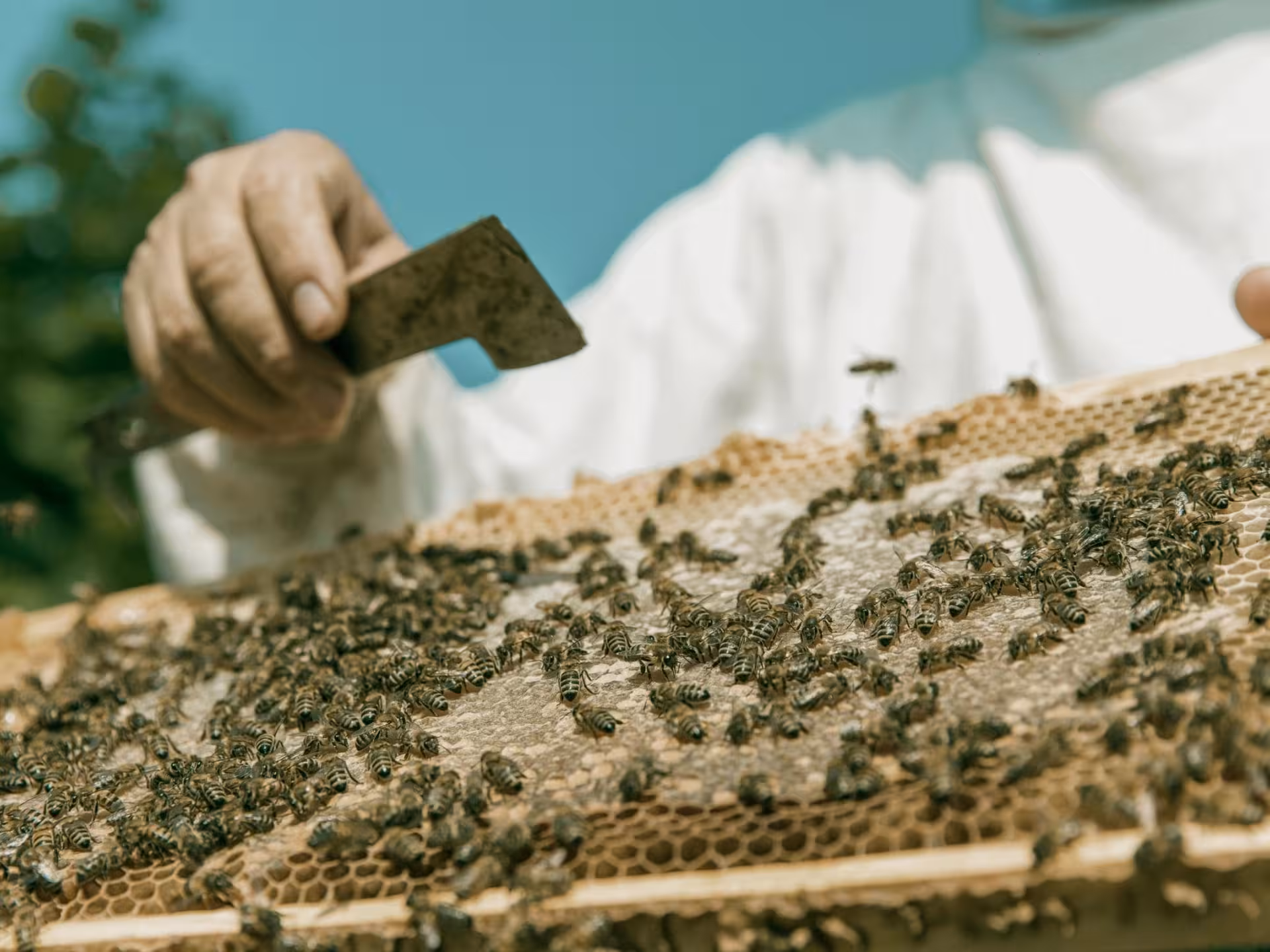 Close-up of bees on a honeycomb during a beekeeping tour in Monferrato, perfect for honey enthusiasts.