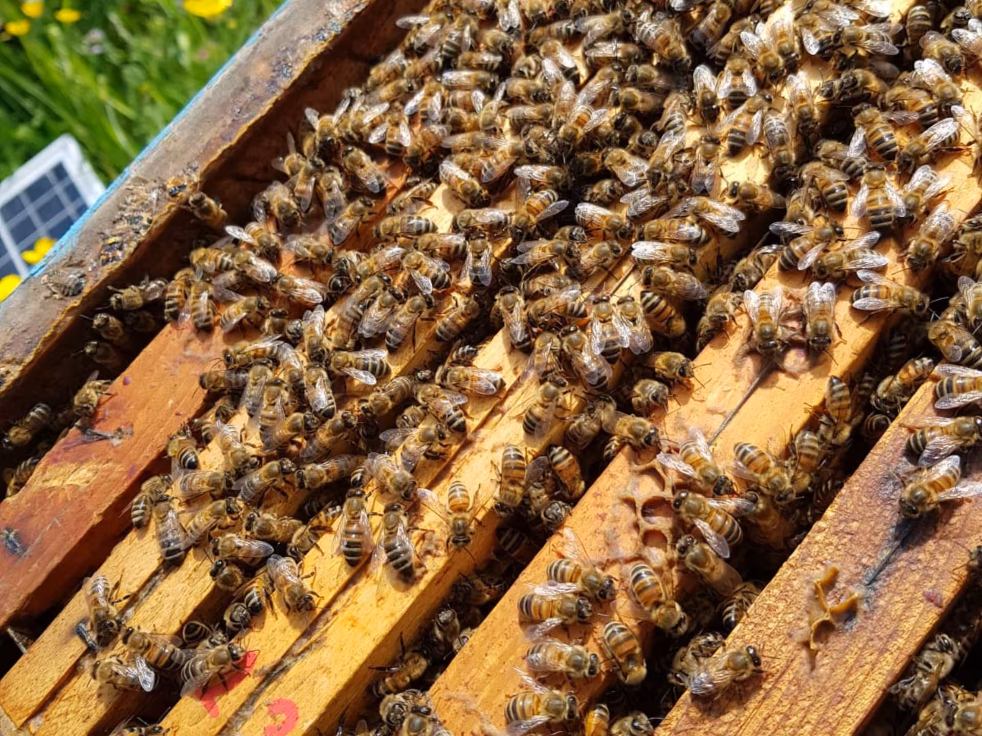 Close-up of buzzing bees on wooden frames during Monferrato beekeeping tour and honey tasting experience.