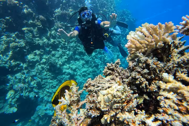 Beginner scuba diver exploring vibrant coral reef on a discovery dive, with tropical fish in clear blue water