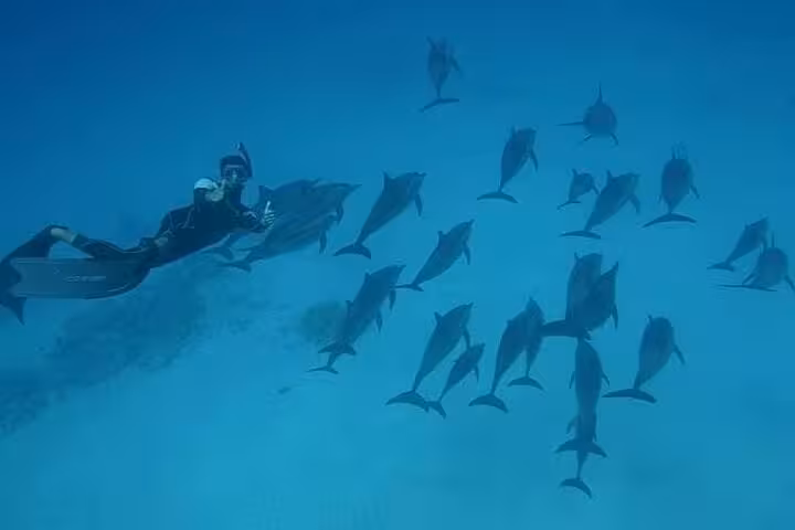 First-time scuba diver underwater with guide watching a pod of dolphins during beginner intro dive experience