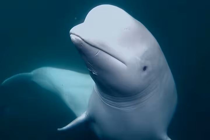 Beluga whale underwater close-up during Westman Islands tour