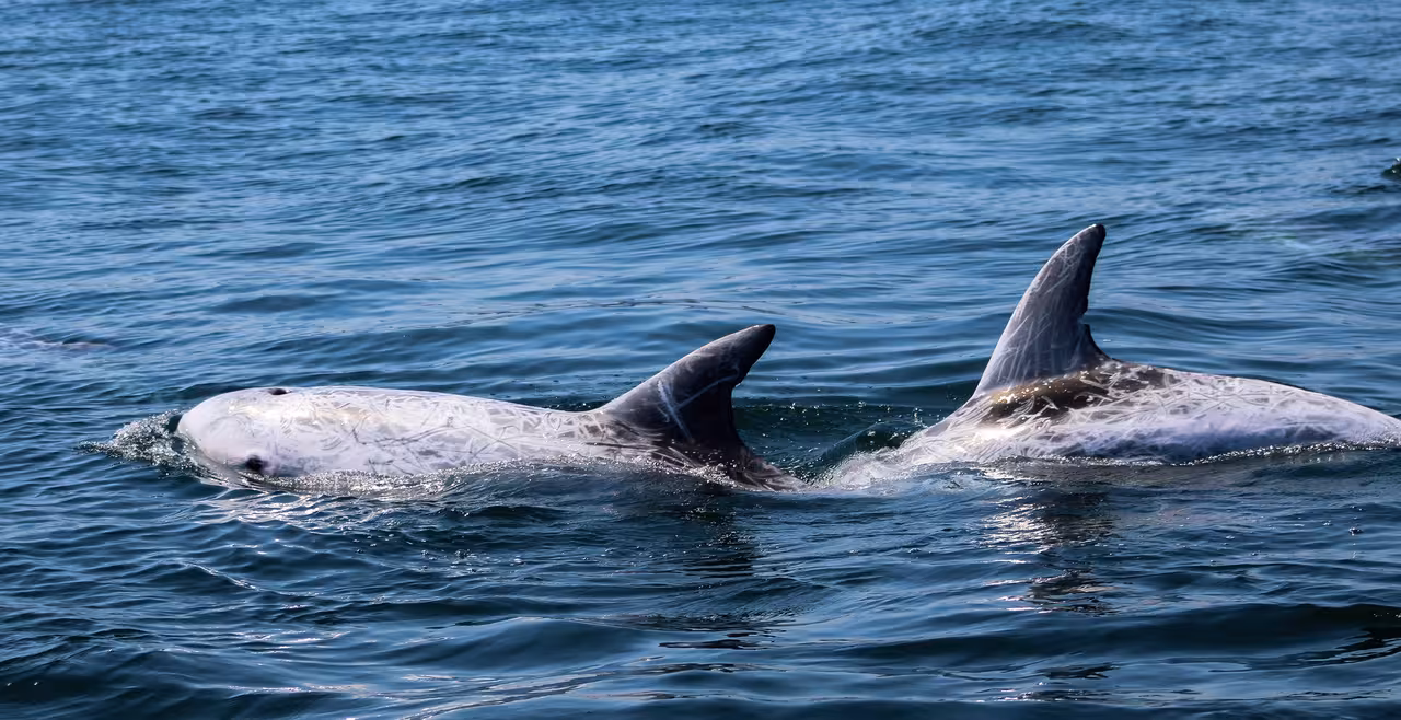 Two dolphins gracefully swim in the clear blue waters, a highlight of the Benagil and Dolphins tour in Algarve.