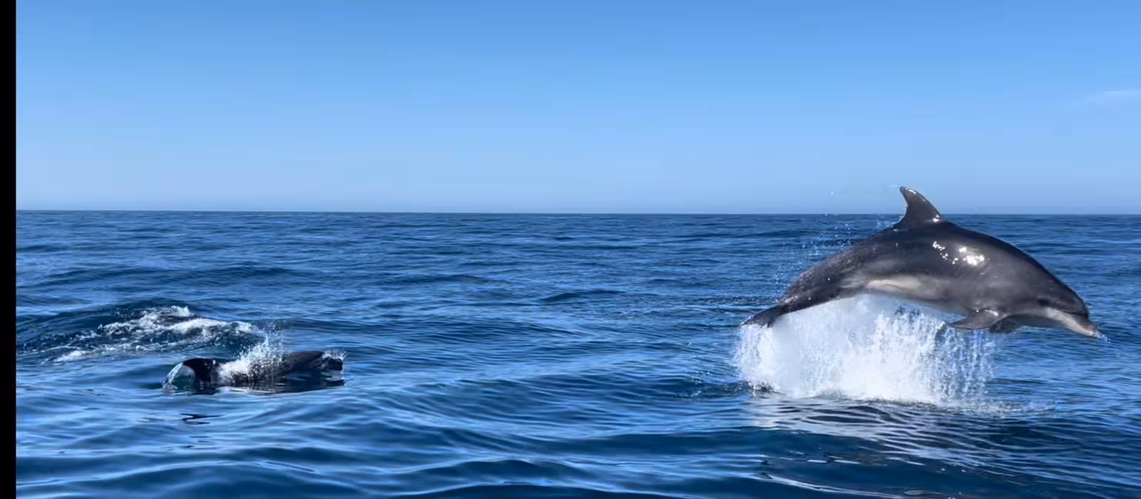 Wild dolphins leaping beside a boat on the Benagil & Dolphins Tour in the Algarve, Portugal, under a clear blue sky
