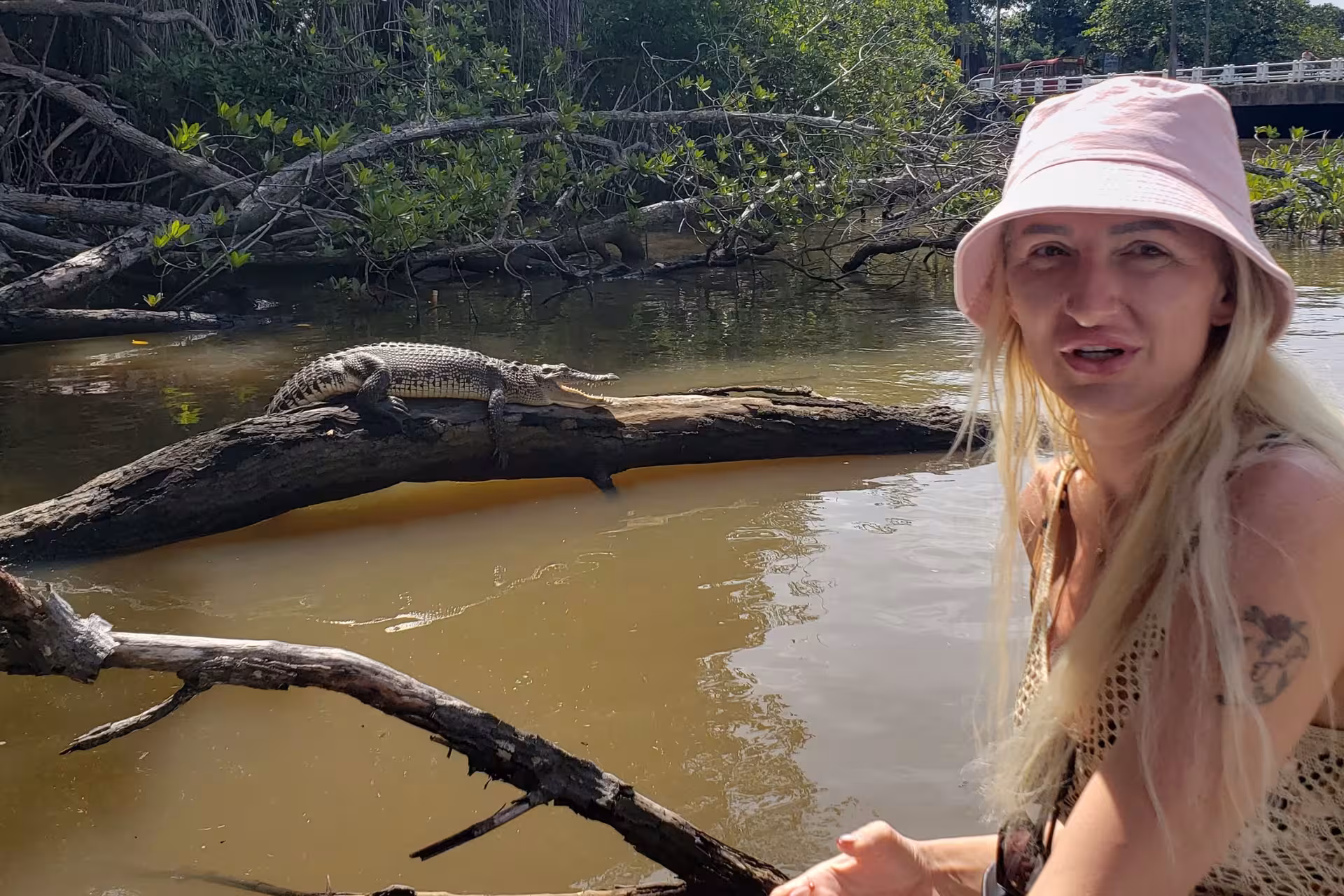 Crocodile resting on a fallen log during Bentota River safari, mangrove lagoon wildlife spotting in Sri Lanka
