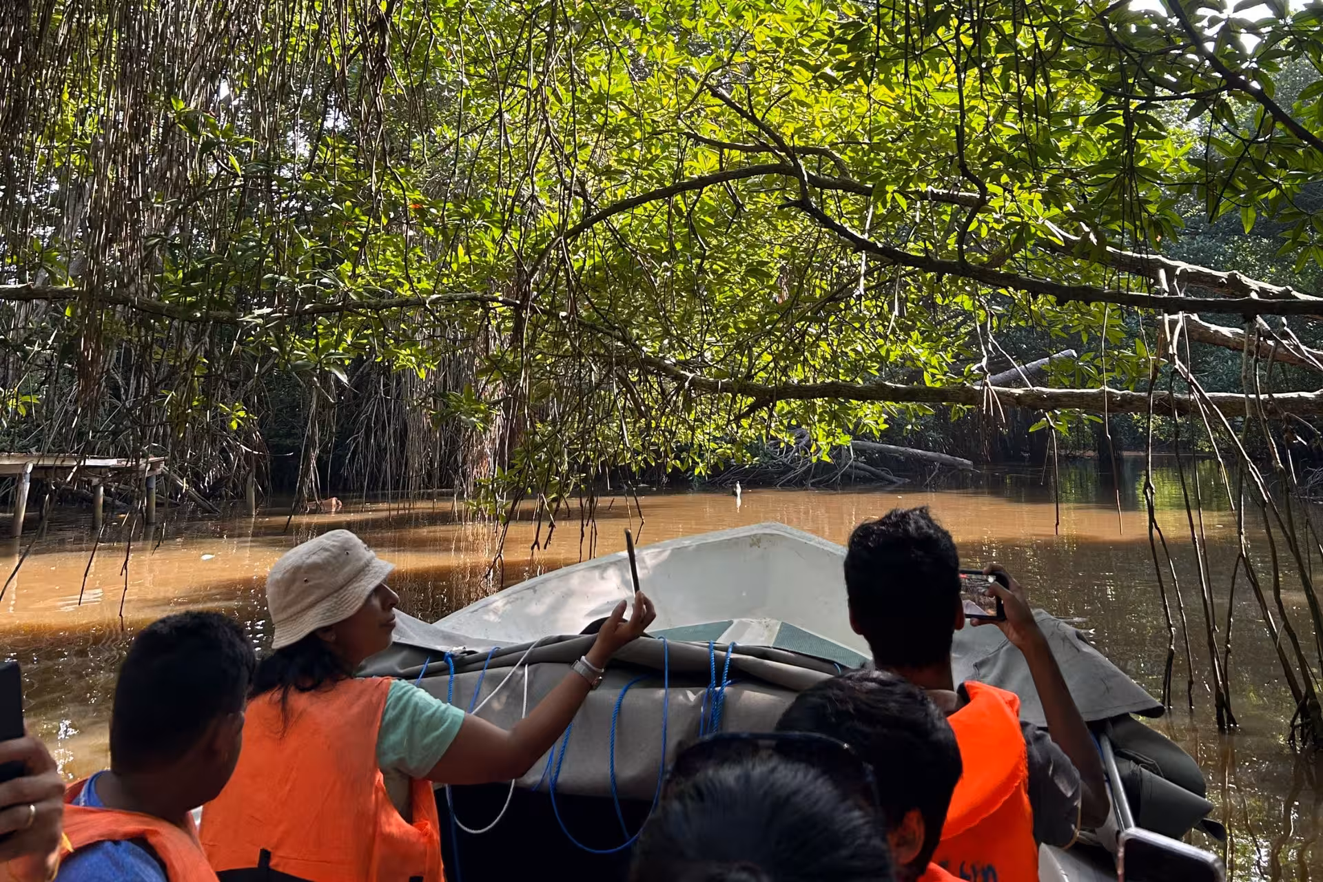 Boat safari on Bentota River gliding under mangrove canopy, spotting wildlife and birds in Sri Lanka