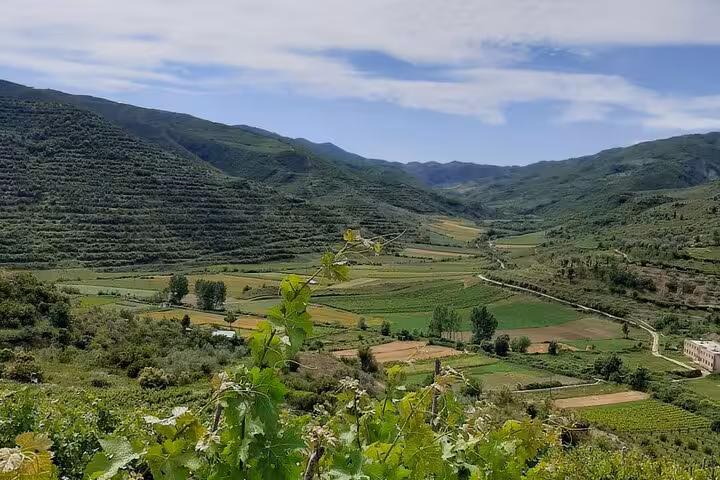 Vast vineyard landscape in Berat with rolling hills, perfect for off-road exploration and wine tasting tours.