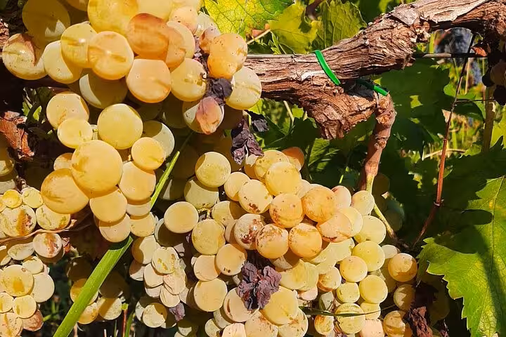 Close-up of ripe white grapes on the vine in Berat, ideal for vineyard wine tasting tours.