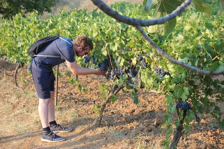 A visitor inspects ripe grapes on the vine during the immersive Grand Wine Tasting & Food Tour in Berat.