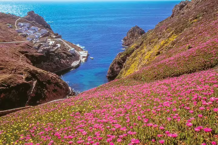 Scenic view of Berlengas Island's coastline with vibrant pink flowers, rocky cliffs, and the Atlantic Ocean, perfect for a private day tour from Lisbon.