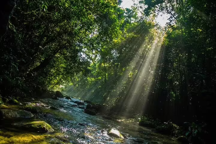 Sunlight streaming through dense forest canopy onto a tranquil stream in Bertioga's natural paradise.