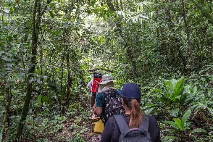 Adventurous hikers trekking through dense, green forest trail in Bertioga, Brazil, experiencing natural beauty up close.