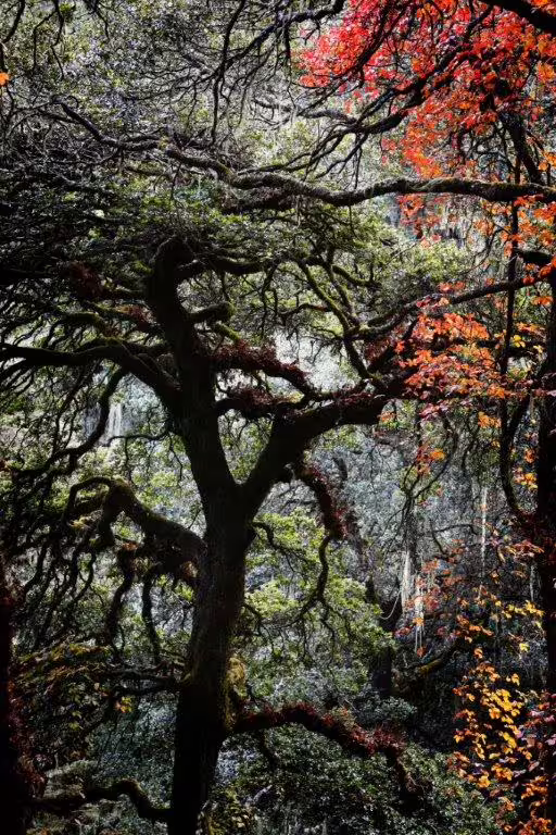 Vibrant autumn foliage in Bhutan's lush forests showcasing diverse natural beauty and serene landscapes.