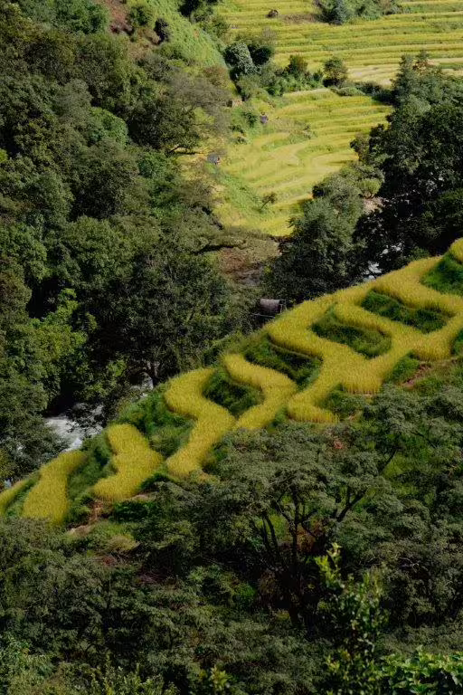 Lush green terraced fields on a hillside in Bhutan, illustrating the country's stunning natural landscapes.
