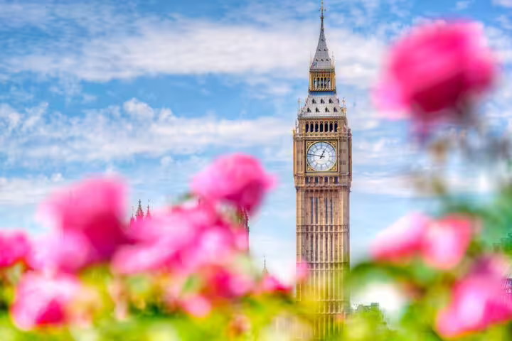 Big Ben clock tower framed by pink flowers under blue sky, London