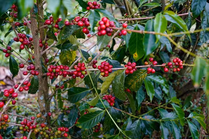Vibrant coffee cherries on a lush plant, showcasing the rich agricultural beauty of the Big Island's coffee plantations.