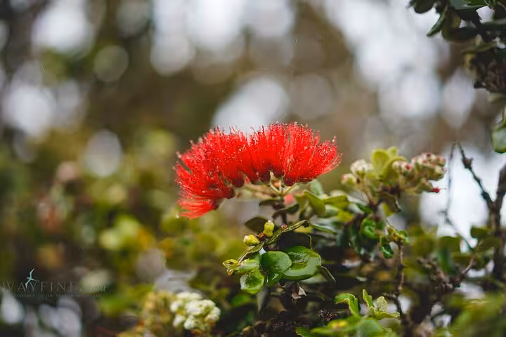 Vibrant red ʻōhiʻa lehua blossom amidst lush greenery on Hawaii's Big Island, showcasing natural beauty.