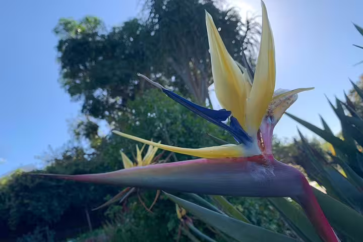 Vibrant Bird of Paradise flower in full bloom at Kirstenbosch Botanical Garden during a sunny day tour.