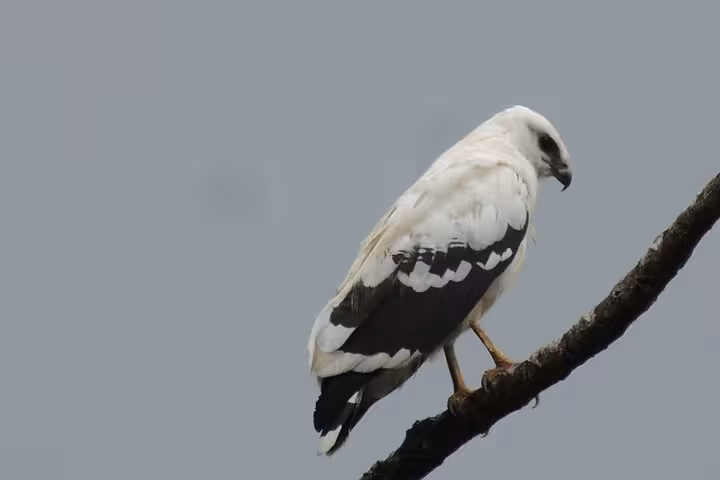 A striking white and black bird of prey perched on a branch against a gray sky, ideal for bird watching tours.