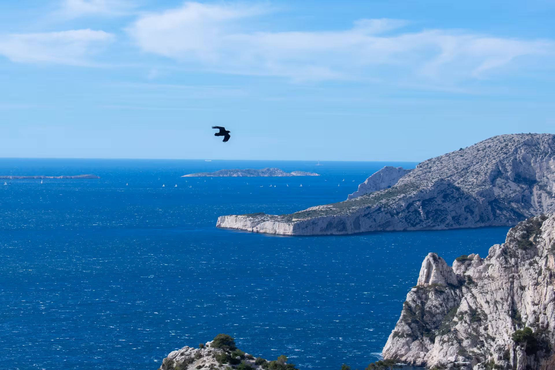 Bird soaring over Calanques coastline and blue sea on Luminy hiking route, Marseille Calanques National Park
