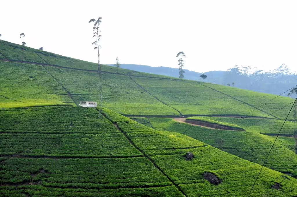Vast green tea plantation landscape, a picturesque setting for birding tours and scenic exploration.