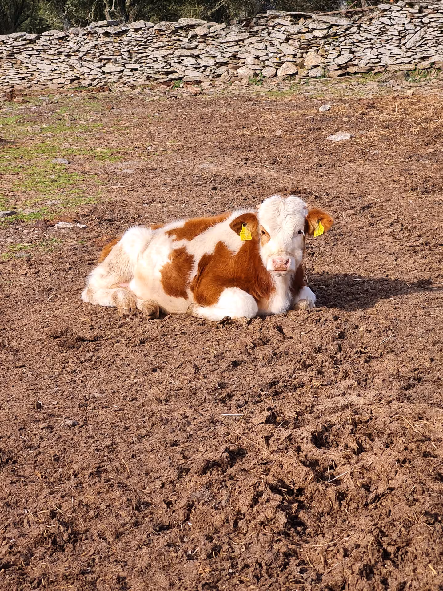 Young calf resting on a sunlit pasture, embodying the tranquil rural charm of a Bitti shepherd's day.