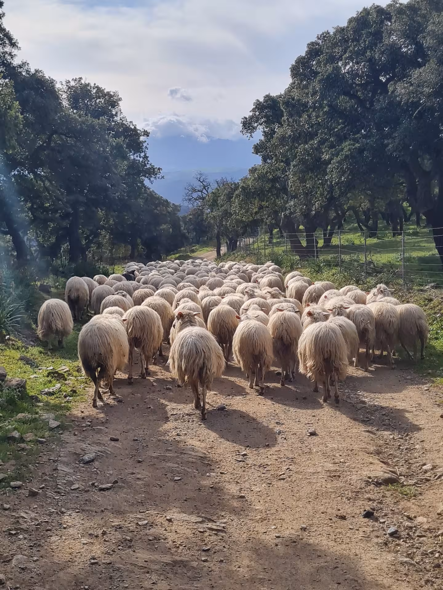 A flock of sheep walking down a rustic path surrounded by lush trees in Bitti, perfect for a shepherd's day tour.