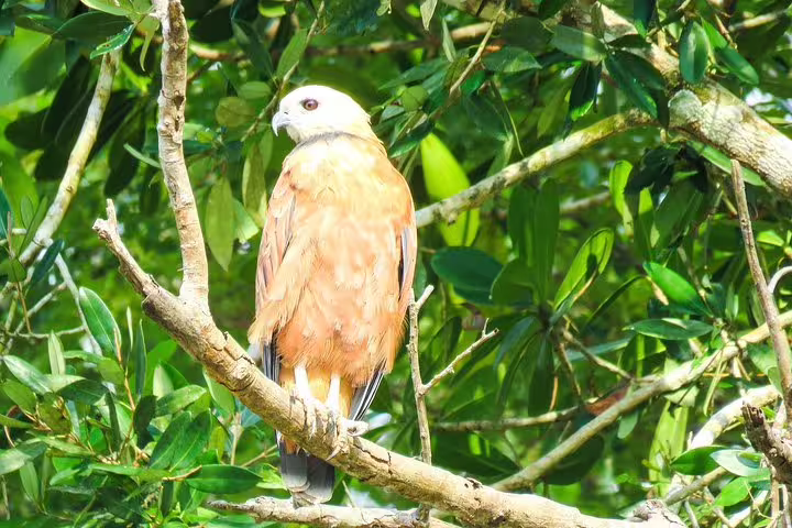 A wild black-collared hawk perched on a jungle branch during an Amazon survival tour from Manaus