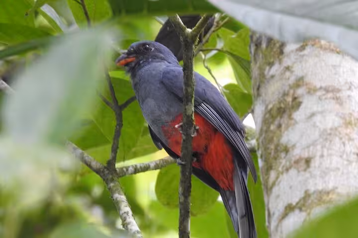 Striking black and red bird resting on a branch in the rich greenery of Rio Frio's vibrant ecosystem.