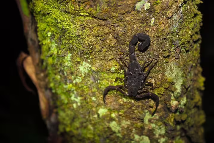 Black scorpion clinging to a moss-covered tree trunk during Amazon jungle survival tour from Manaus
