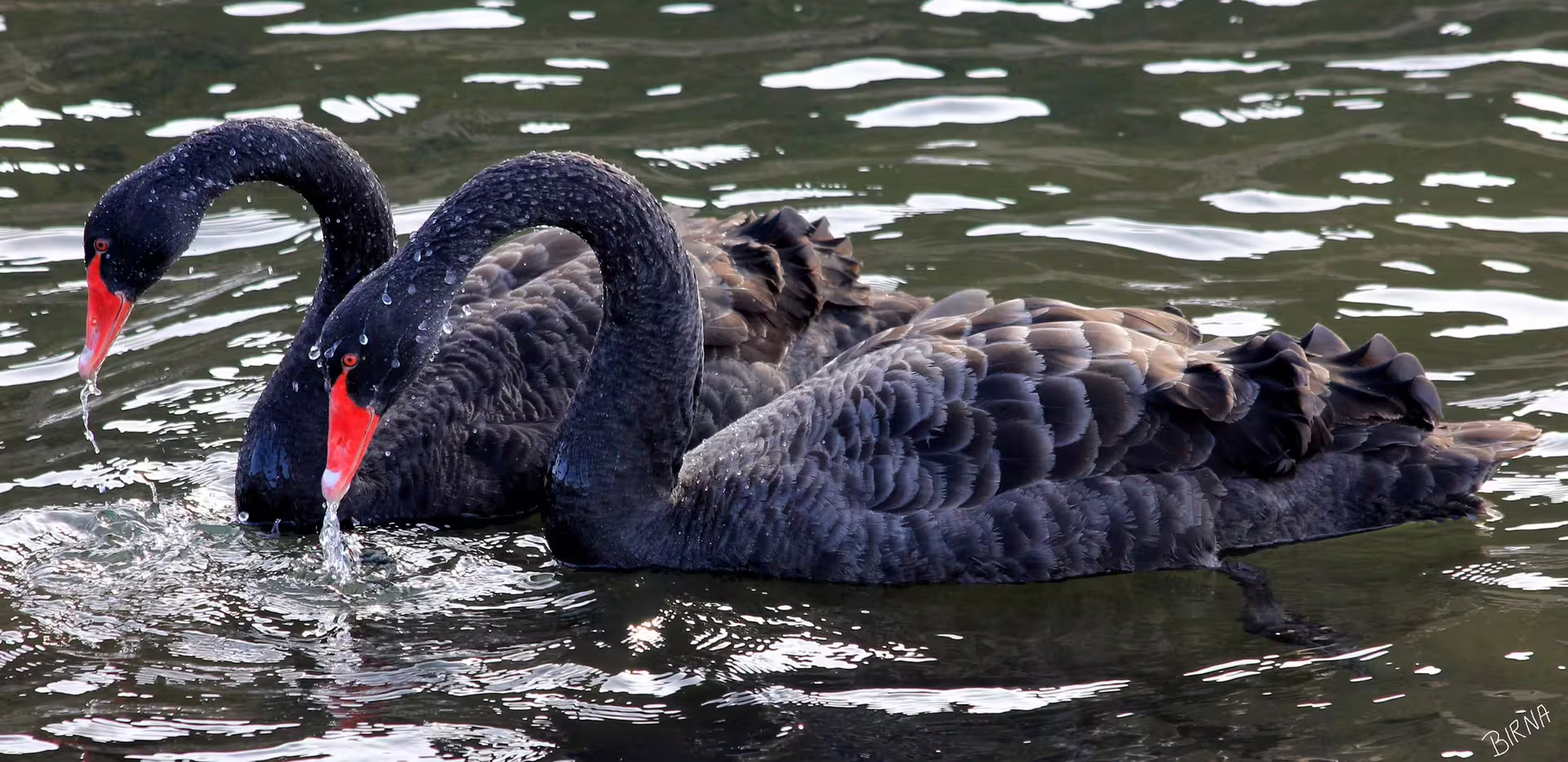 Two elegant black swans with red beaks gliding on water, a scenic wildlife stop on a private full-day SUV tour