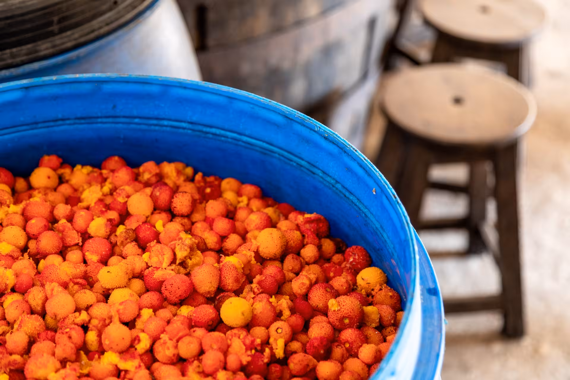 Large blue barrel filled with freshly picked arbutus berries at a traditional Madeira distillery stop on a jeep safari tour