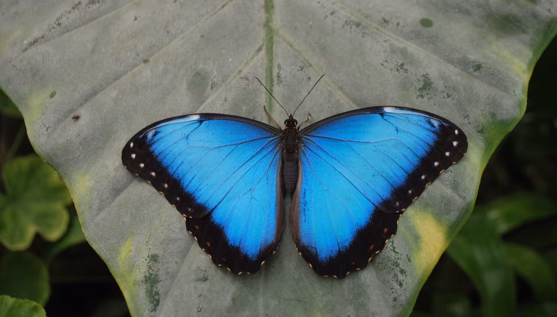 Striking blue butterfly rests on a leaf, showcasing vibrant wings at Alghero's Butterfly House.
