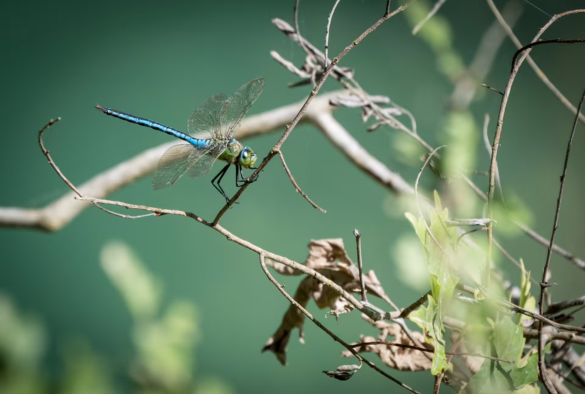 Blue dragonfly perched on branch by emerald Polylimnio Waterfalls lagoon, a highlight of the Messinia hiking tour