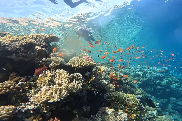 Snorkeling over vibrant coral reef and orange fish at the Blue Hole near Sharm El Sheikh, Sinai trip