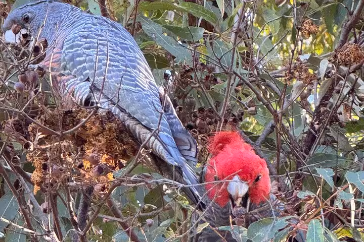 Vibrant red and grey parrots perched among branches, highlighting wildlife encounters on Blue Mountains hiking tour.