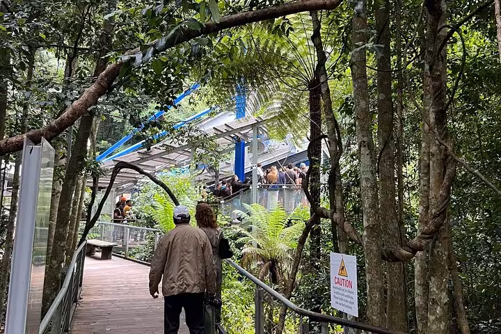 Tourists exploring Blue Mountains rainforest boardwalk, showcasing lush greenery and adventure on private group tours.