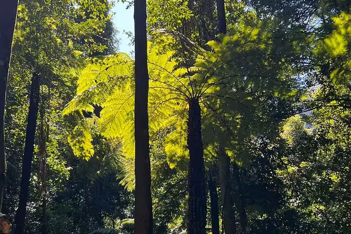 Sunlit fern trees in Blue Mountains rainforest, ideal for private group tours seeking natural beauty and serenity.