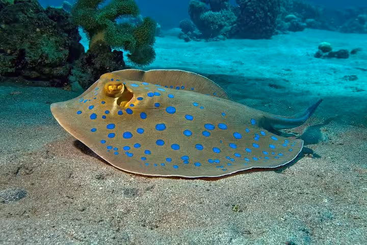 Blue-spotted stingray resting on sandy seabed in Hurghada Red Sea, a highlight of Lovely Island snorkeling trips